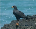 Common Black-Hawk